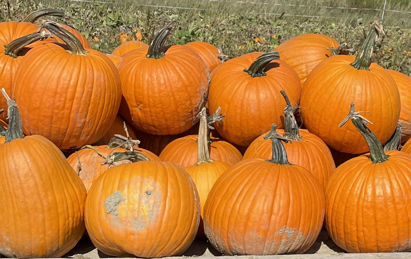 Pick Your Own Pumpkins Stevenson Strawberry Farm